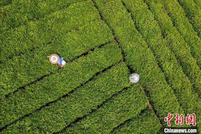 茶農(nóng)正在采摘新鮮茶葉?！√普?攝