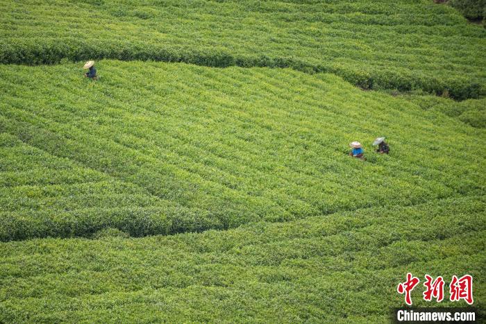茶農(nóng)采摘谷雨茶。　唐哲 攝