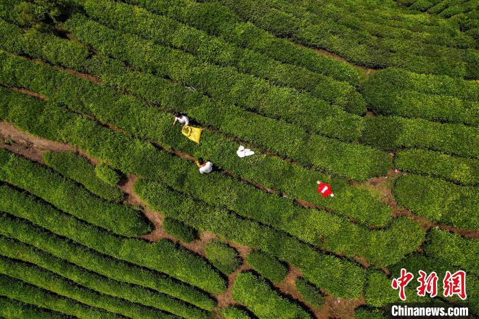 茶農(nóng)正在采摘新鮮茶葉?！√普?攝
