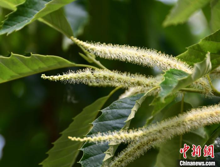 毛茸茸的栗花?！『略破?攝