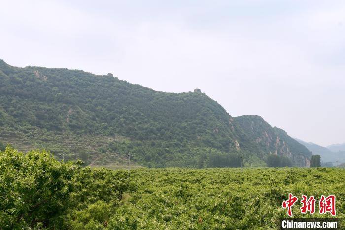 長城腳下萬畝栗花綻放，散發(fā)出淡淡清香。　郝云崎 攝