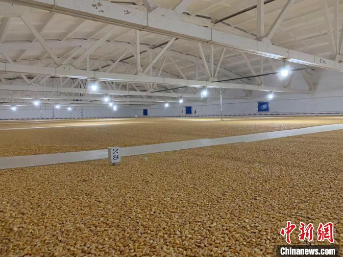 倉內(nèi)清涼干爽、遍地金黃，上千平方米的糧食盡收眼底?！⊥趸萘?攝