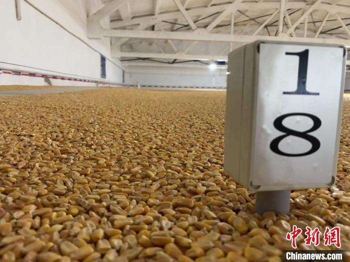 數(shù)千噸的小麥、玉米如同一塊塊被“切平”的巨型蛋糕“鑲嵌”在地面上。　王惠琳 攝