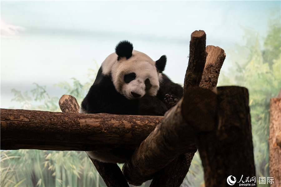 無比可愛的大熊貓“丁丁”。人民網(wǎng)記者 翁奇羽攝