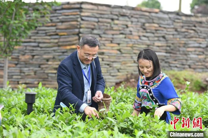 東盟國家媒體記者在辰龍關(guān)茶園采茶?！钊A峰 攝