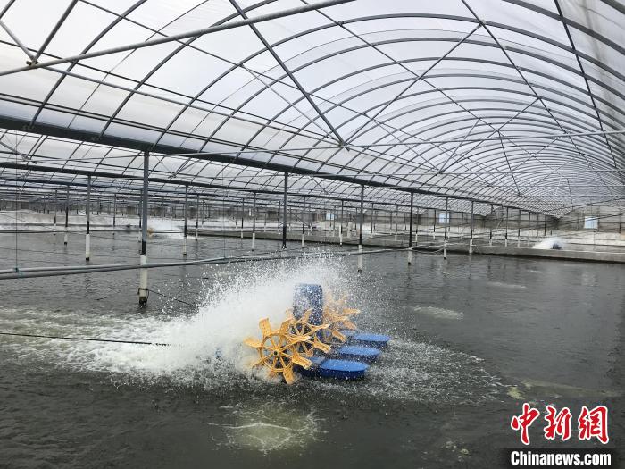 南美白對蝦養(yǎng)殖基地?！∠笊轿r蟹科技小院供圖