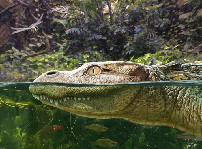 Alligator munensis藝術(shù)復(fù)原圖(圖片來自Márton Szabó)。　施普林格·自然 供圖
