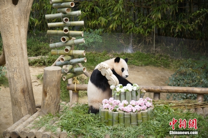 資料圖：旅韓大熊貓“福寶”。<a target='_blank' href='/'><p  align=
