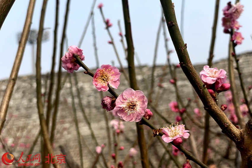 明城墻遺址公園梅花初綻。 人民網(wǎng) 池夢蕊攝