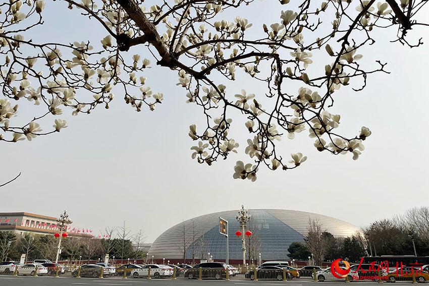 長安街畔玉蘭綻放。人民網(wǎng) 尹星云攝