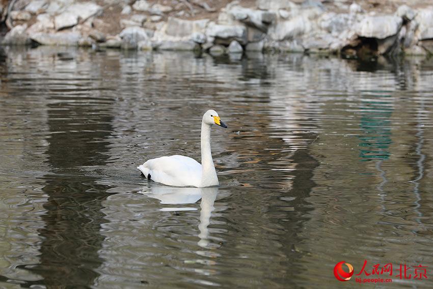 北京動(dòng)物園水禽湖上，水鳥游弋其中，傳遞春的消息。人民網(wǎng) 尹星云攝