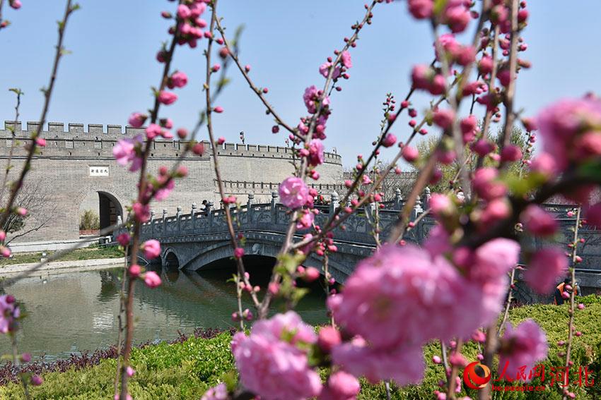古城花開春意濃。 人民網(wǎng) 朱鵬濤攝