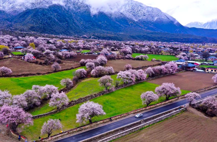 波密縣傾多鎮(zhèn)如納村盛開的桃花。徐馭堯攝