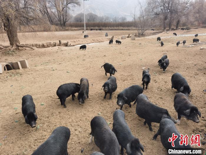 圖為藏香豬?！∑钤鲚?攝
