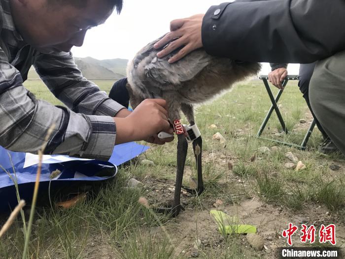 圖為研究人員為黑頸鶴佩戴GPS跟蹤設(shè)備。祁連山國家公園青海省管理局供圖