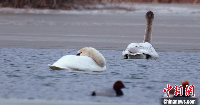 圖為疣鼻天鵝水面休憩?！∏嗪?guó)家公園觀鳥(niǎo)協(xié)會(huì)供圖 攝