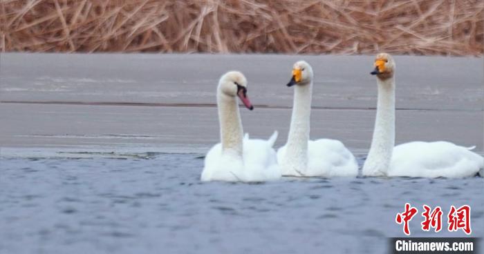 圖為疣鼻天鵝與大天鵝。　青海國(guó)家公園觀鳥(niǎo)協(xié)會(huì)供圖 攝