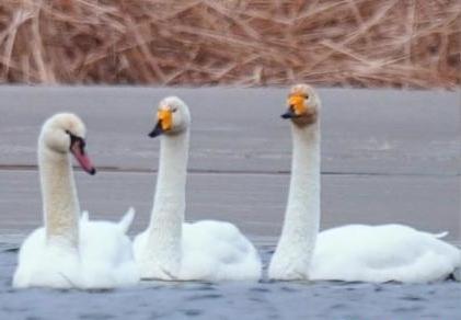 圖為疣鼻天鵝與大天鵝?！∏嗪夜珗@觀鳥協(xié)會供圖 攝