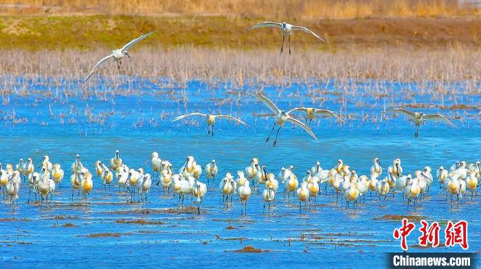 沿海濕地，鳥類天堂。　鹽城市委宣傳部供圖