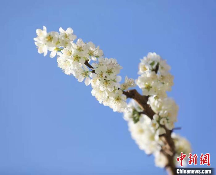 李花盛開?！『吻搴?攝
