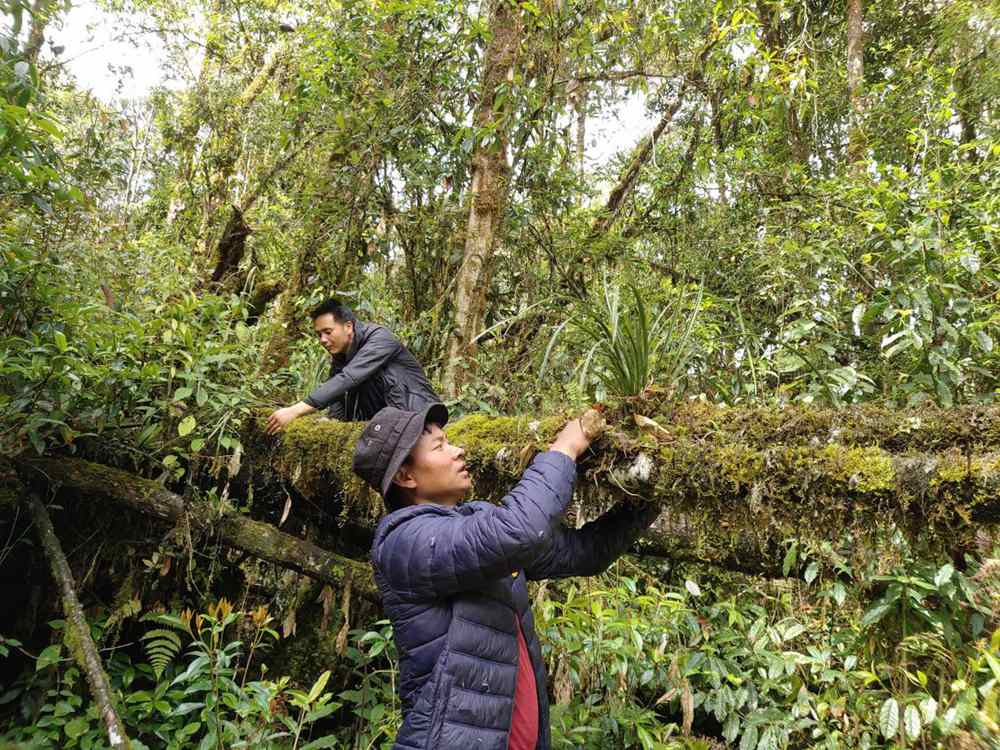 蘭花歸野。圖片由山水自然保護(hù)中心提供