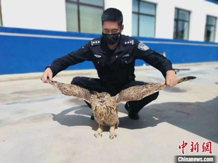 青海互助警民聯(lián)手救助國家二級保護野生動物雕鸮