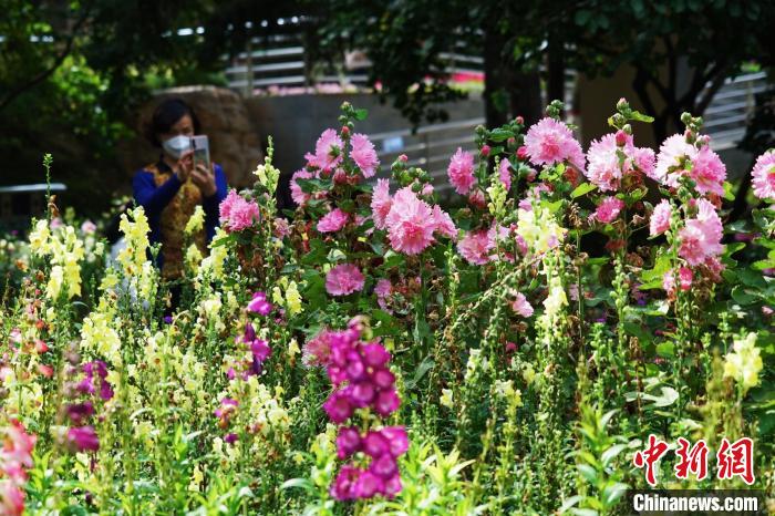 圖為市民在西寧園林植物園內(nèi)賞花拍照?！●R銘言 攝