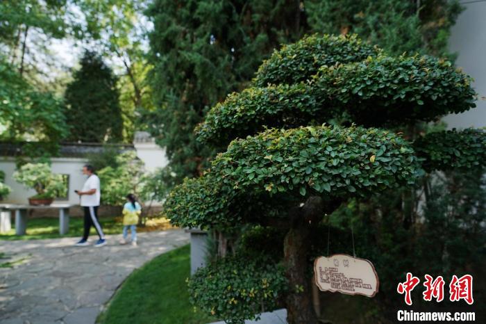 圖為在西寧園林植物園內(nèi)，造型奇特的盆景吸引市民?！●R銘言 攝