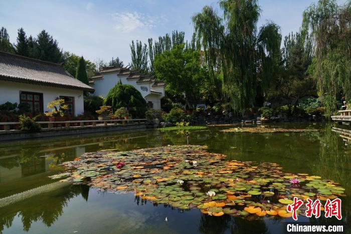 圖為西寧園林植物園秋日風(fēng)景別有韻味?！●R銘言 攝