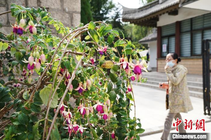 圖為市民在西寧園林植物園內(nèi)觀賞花卉?！●R銘言 攝