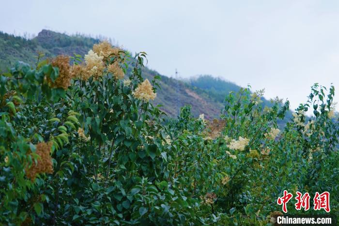 圖為西寧北山上的丁香樹?！●R銘言 攝