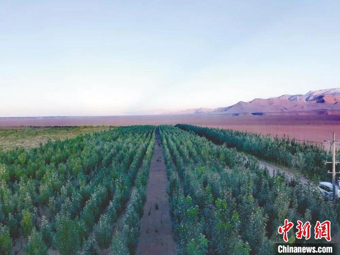 圖為格爾木境內(nèi)種植的綠樹。　格爾木融媒體中心供圖