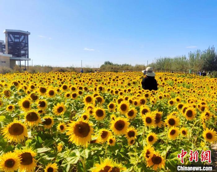圖為格爾木境內(nèi)的向日葵花海?！「駹柲救诿襟w中心供圖