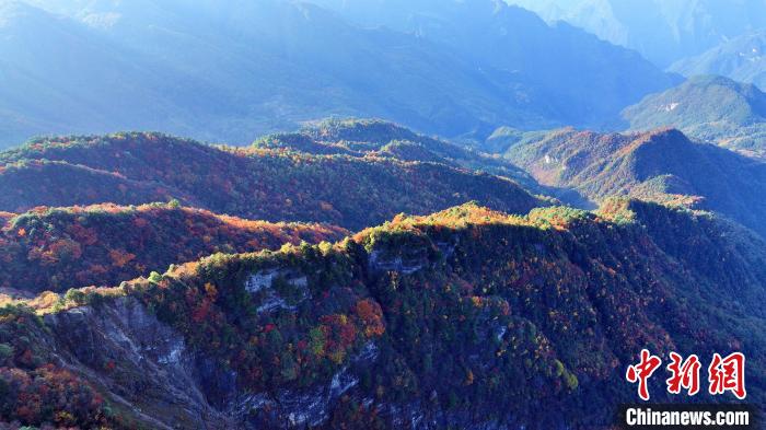 四川巴山大峽谷彩林迎來(lái)最佳觀賞期