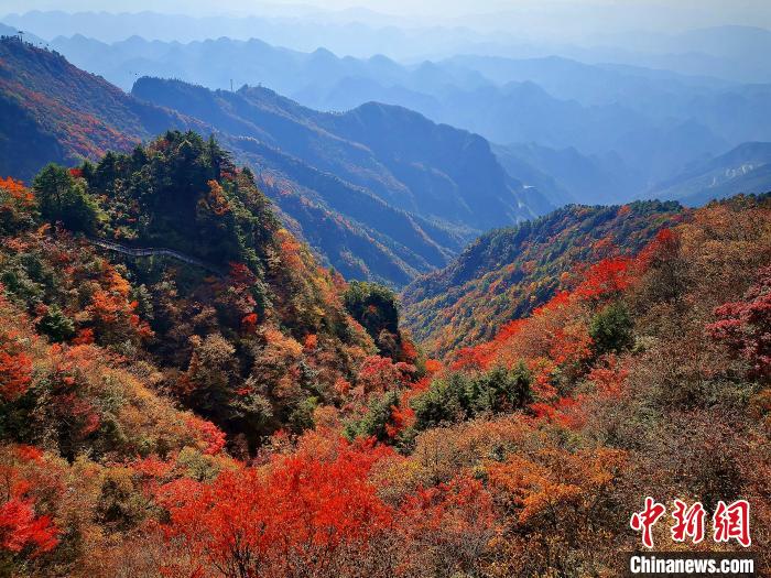 巴山大峽谷漫天紅葉?！埰?攝