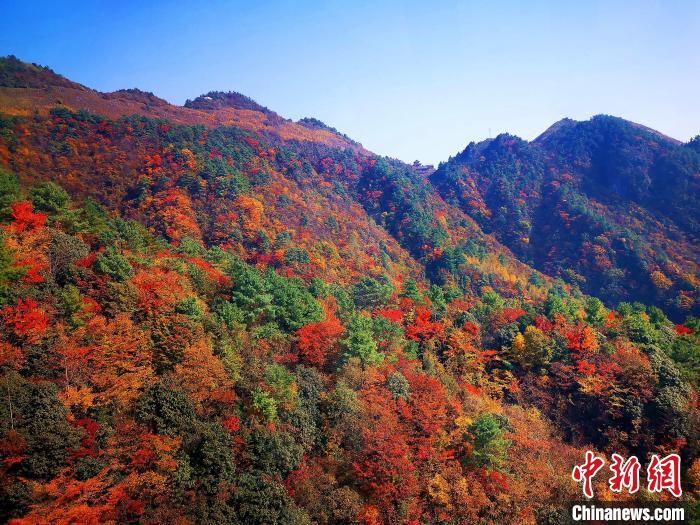 巴山大峽谷漫天紅葉。　張平 攝