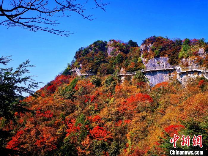 巴山大峽谷漫天紅葉?！埰?攝