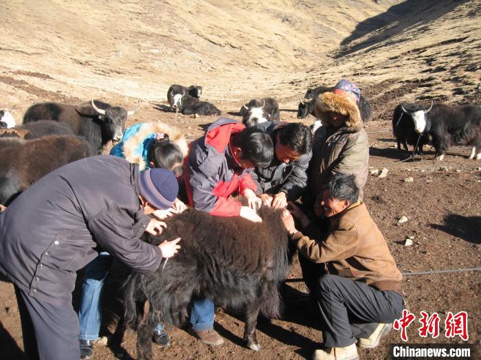 資料圖為研究團(tuán)隊(duì)在青南高原地區(qū)開展了牦牛寄生蟲病流行病學(xué)和防治技術(shù)研究?！?青海省畜牧獸醫(yī)科學(xué)院供圖