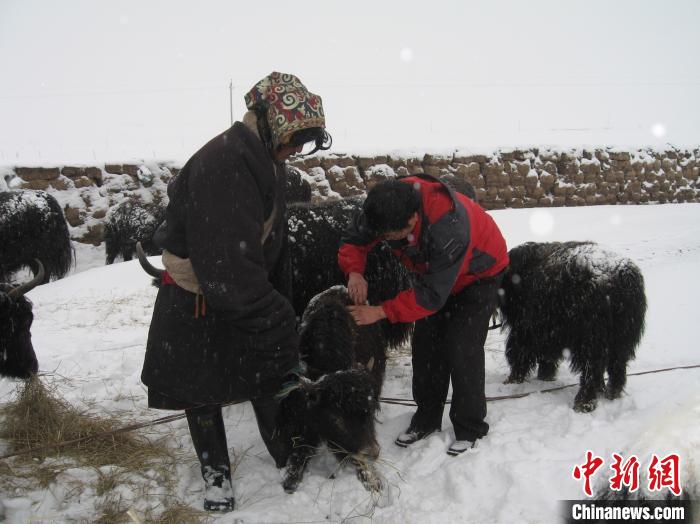 資料圖為研究團(tuán)隊(duì)在達(dá)日縣檢查牛背部皮蠅幼蟲感染情況?！?青海省畜牧獸醫(yī)科學(xué)院供圖