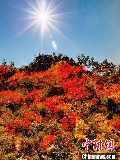 萬源市紅葉似火?！≈炱桨?攝