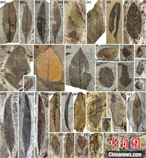 中始新世熱魯化石植物群(4500萬(wàn)–4000萬(wàn)年前)。　中科院青藏高原所 供圖