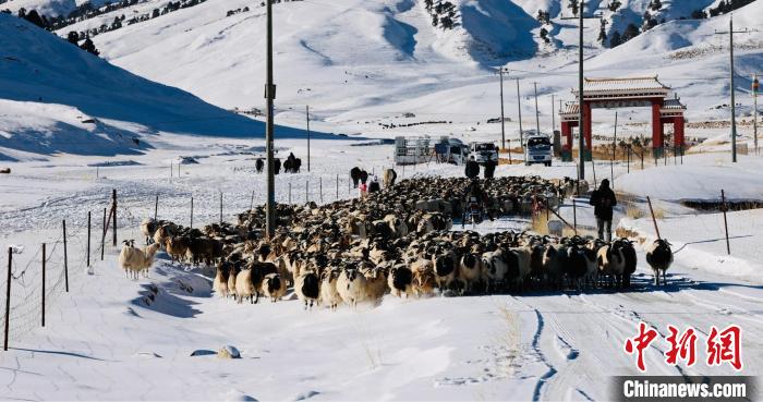 圖為村民在雪地上放牧。　都蘭縣融媒體中心供圖