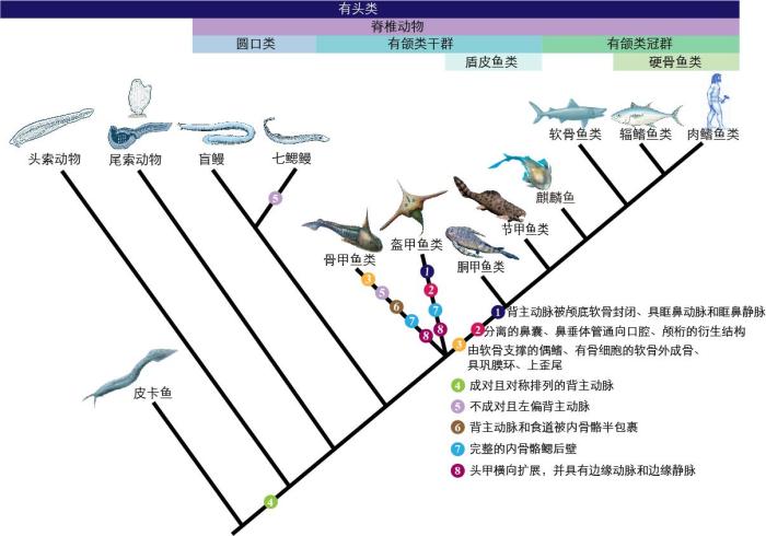 一些關(guān)鍵特征在脊索動物中的演化?！∶宪版?繪圖 攝