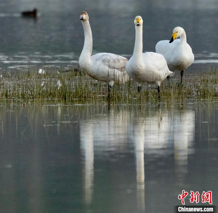 圖為三只大天鵝?！±钣穹?攝