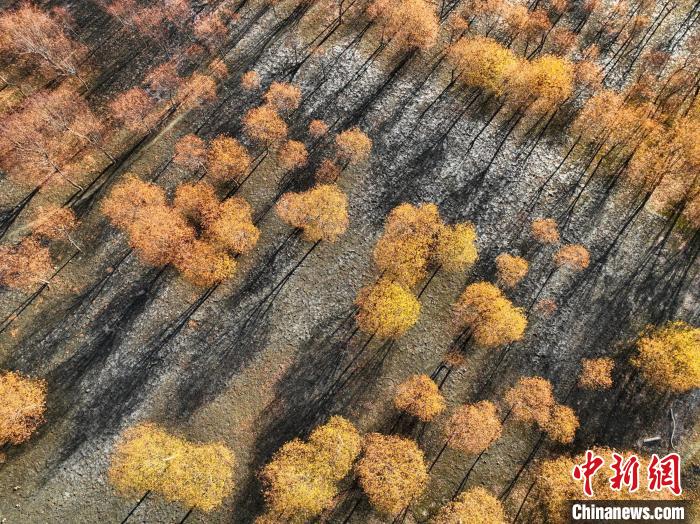入冬時(shí)節(jié)，雅魯藏布江畔的樹林一片金黃。　董志雄 攝