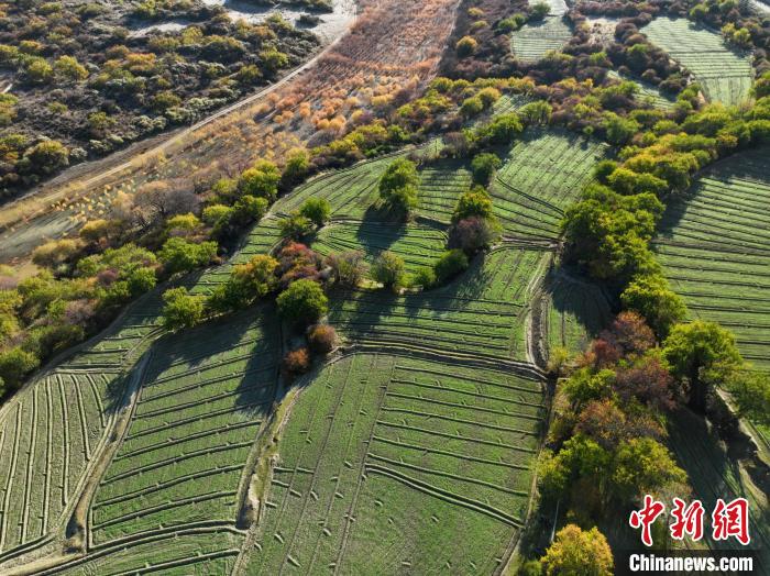 圖為11月8日，雅魯藏布江畔的高原梯田?！《拘?攝