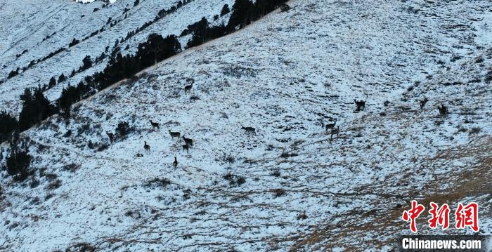 圖為巖羊和馬鹿集體在雪地里休憩?！《继m縣融媒體中心 供圖