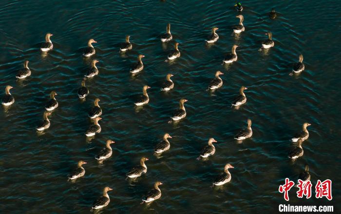 圖為湖中的野生鳥類。　何啟金 攝