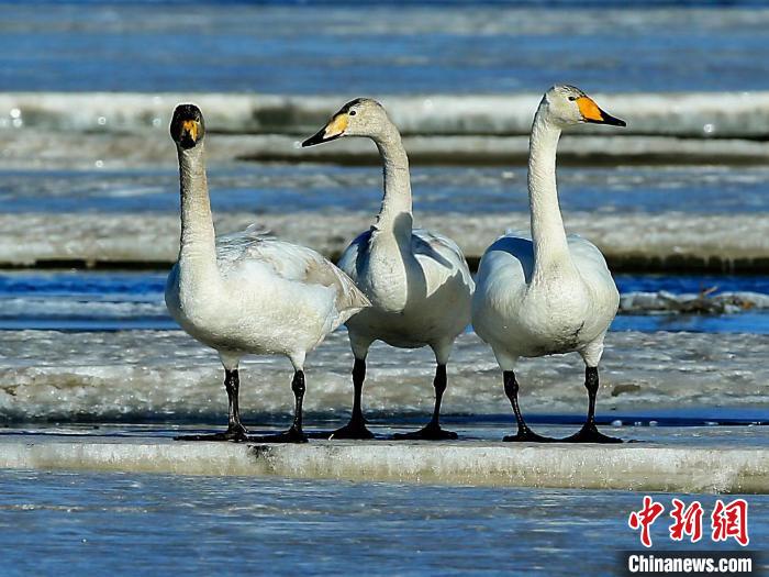 圖為三只天鵝在湖面上曬太陽?！『螁⒔?攝