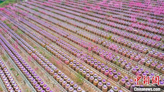 灼灼桃花惹人醉?！㈡?攝